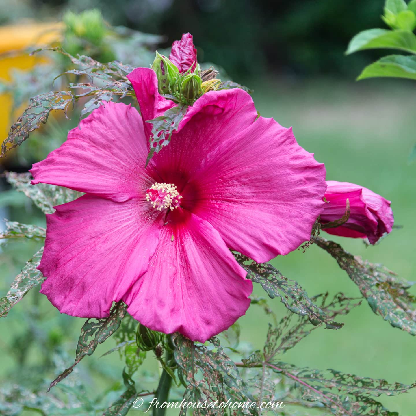 Perennial Hibiscus 'Fireball'