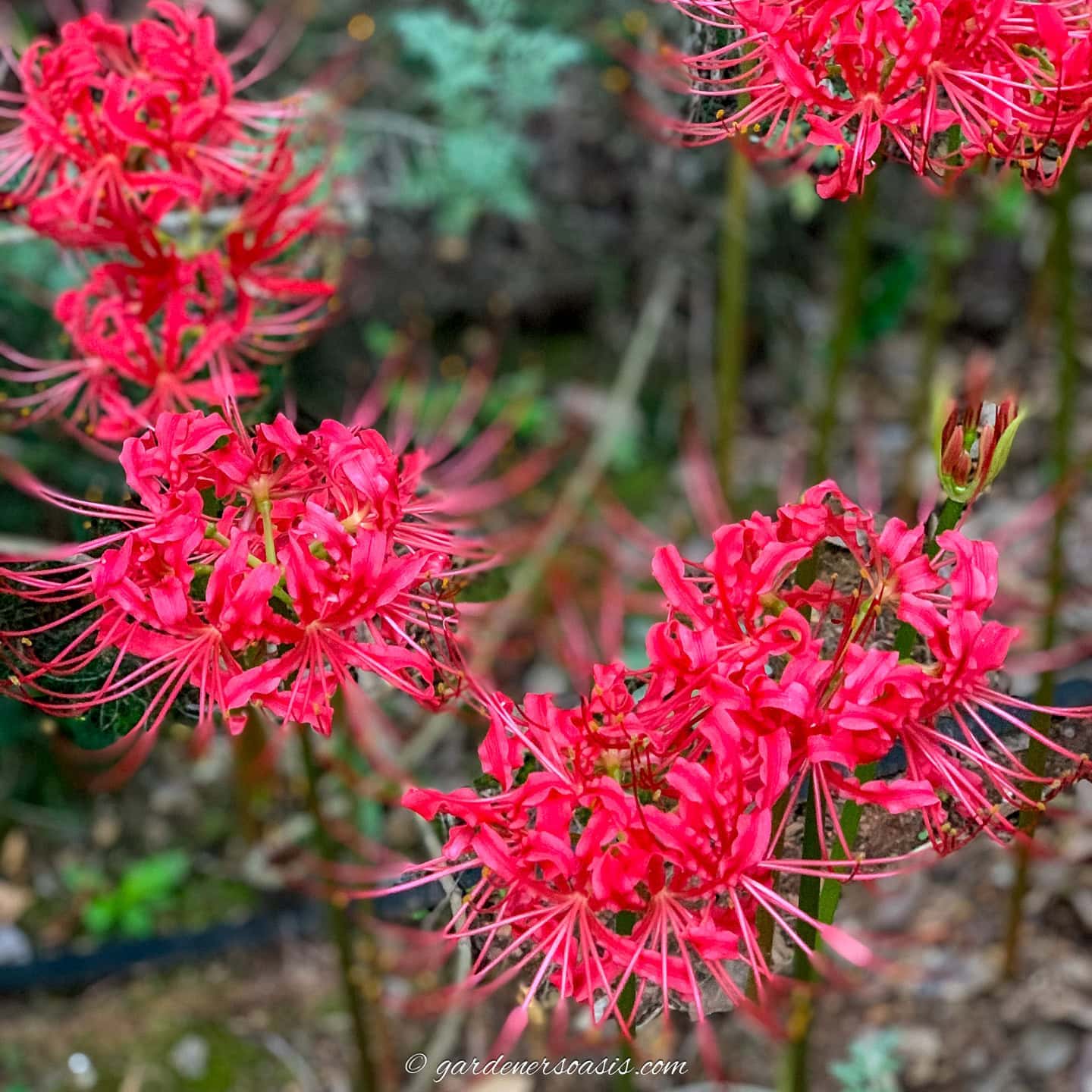 Best Plants For Clay Soil (25+ Perennials You’ll Want In Your Garden)