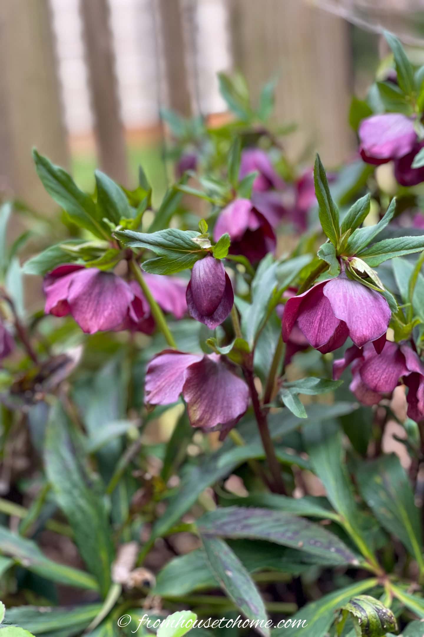 Close-up of purple hellebore flowers with green leaves in a garden setting, wooden fence blurred in the background.