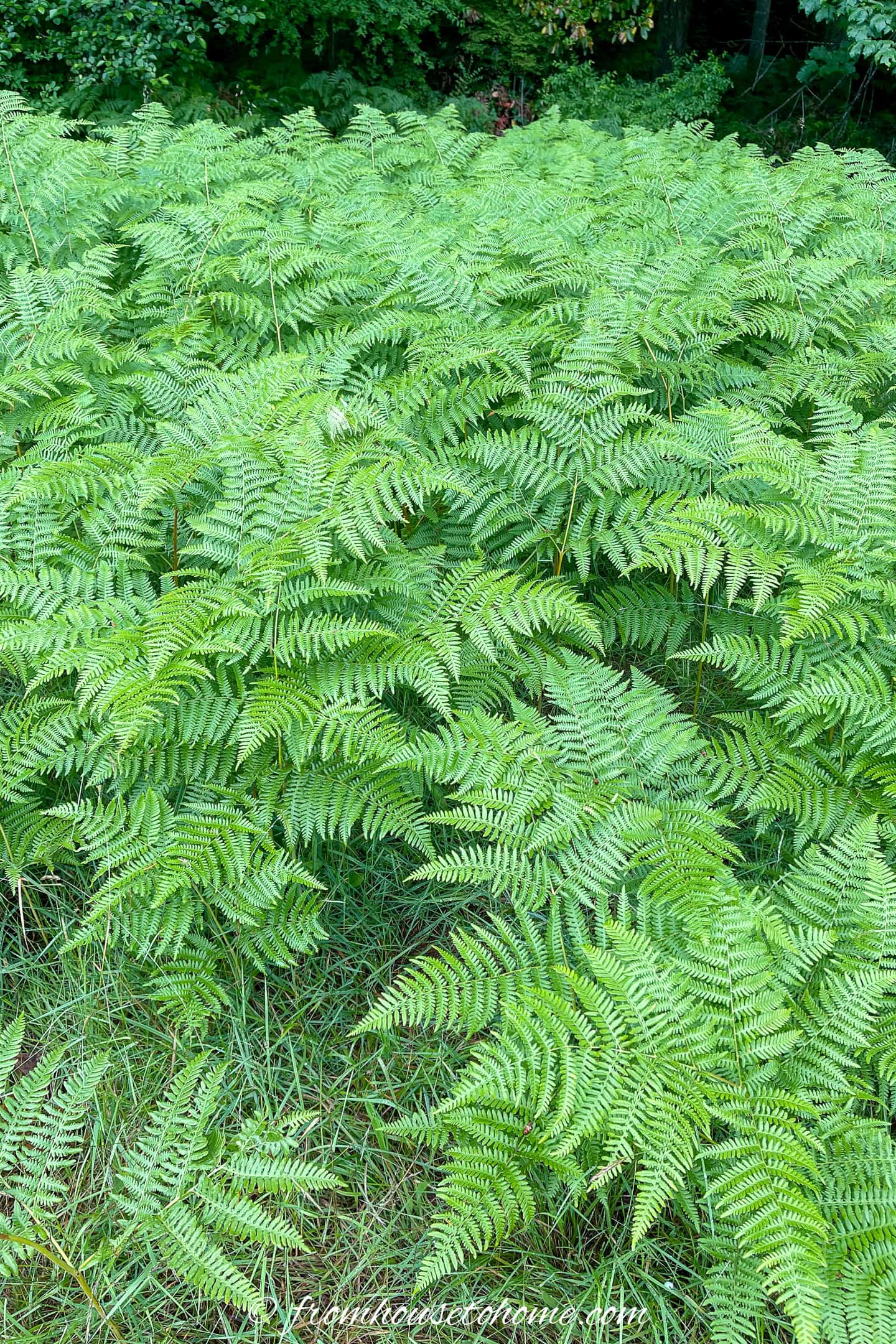 Dense patch of green ferns growing among grass with trees in the background.