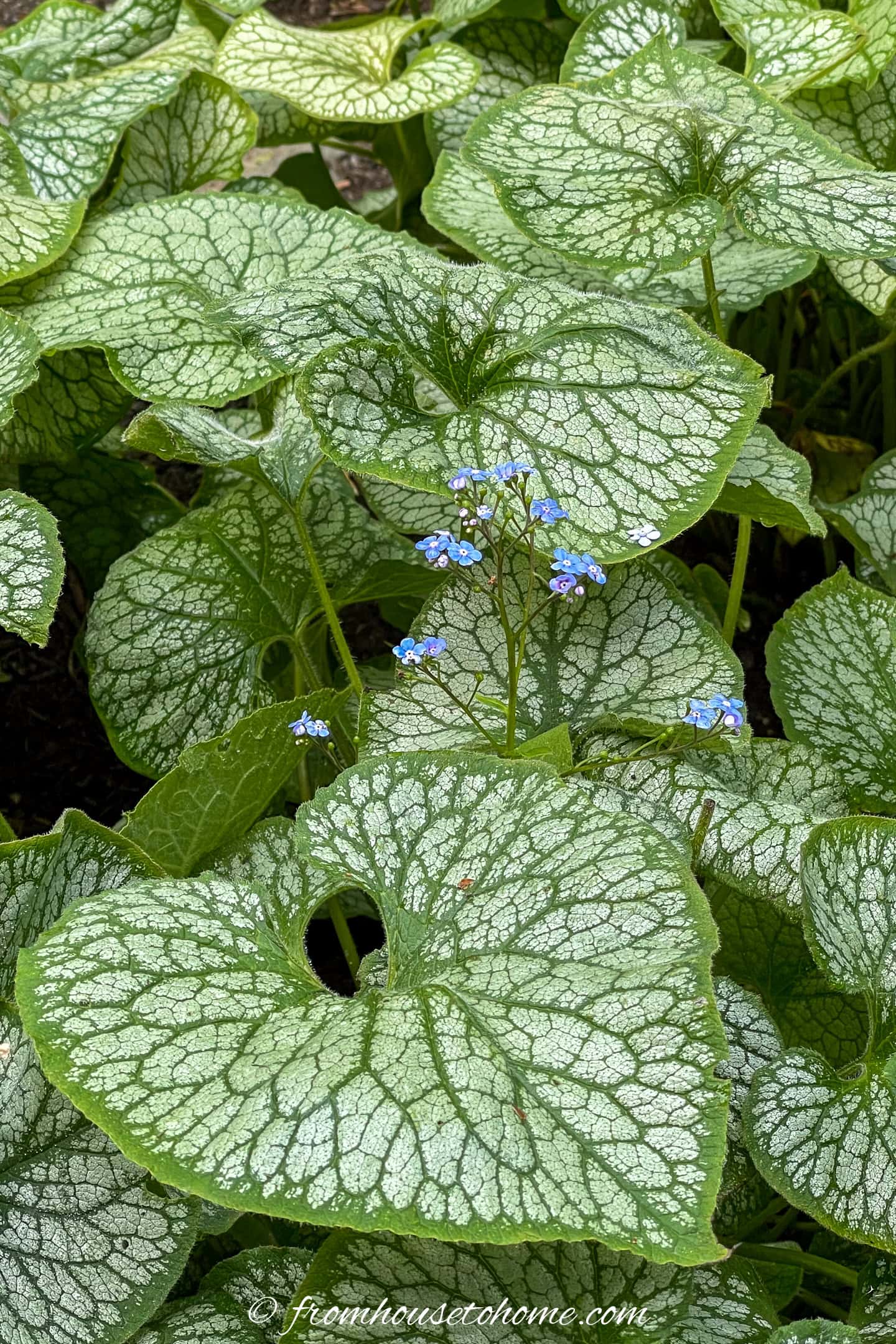 Variegated Brunnera leaves with small blue flowers