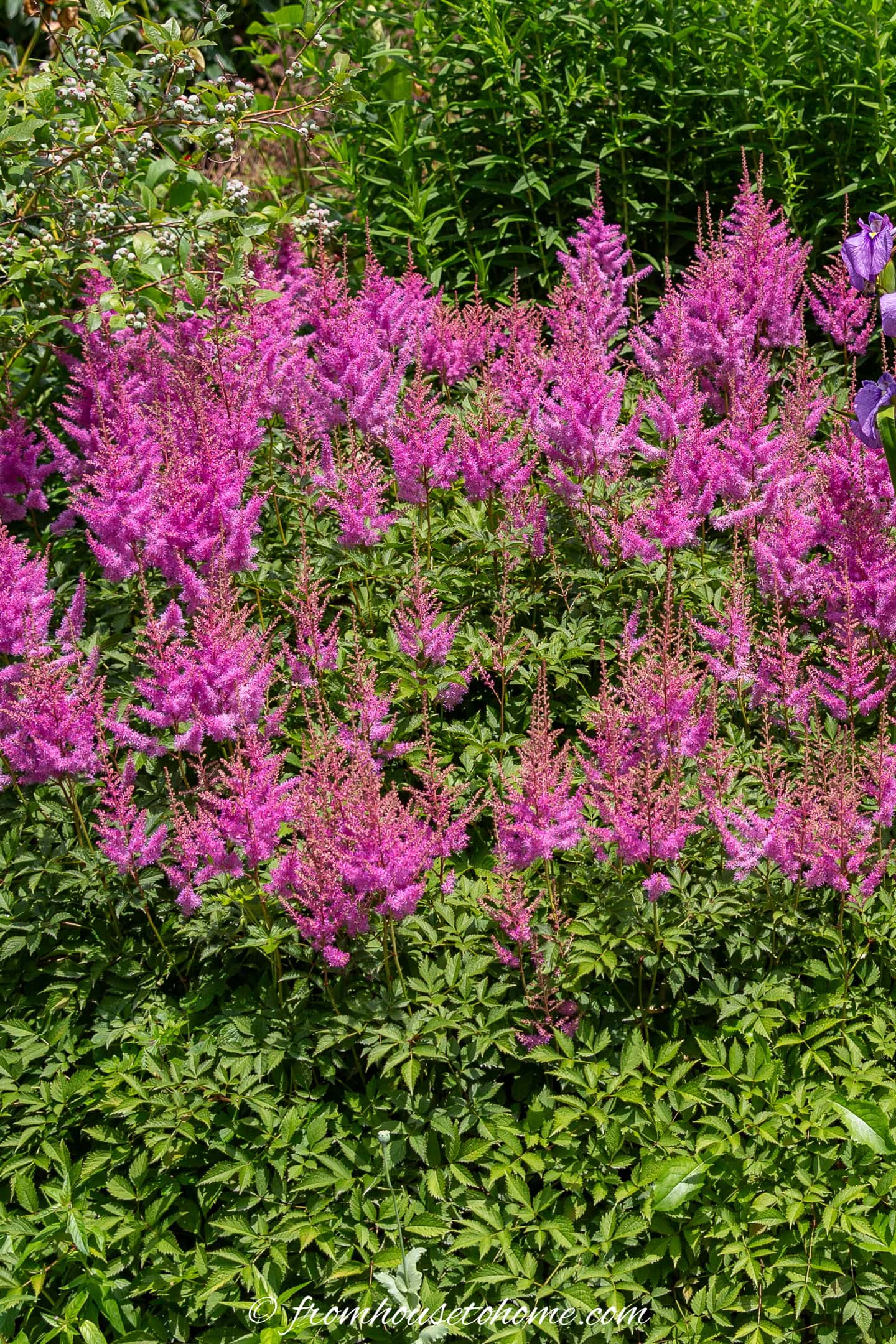 Bright pink astilbe flowers bloom in clusters above green leafy foliage in a garden setting.