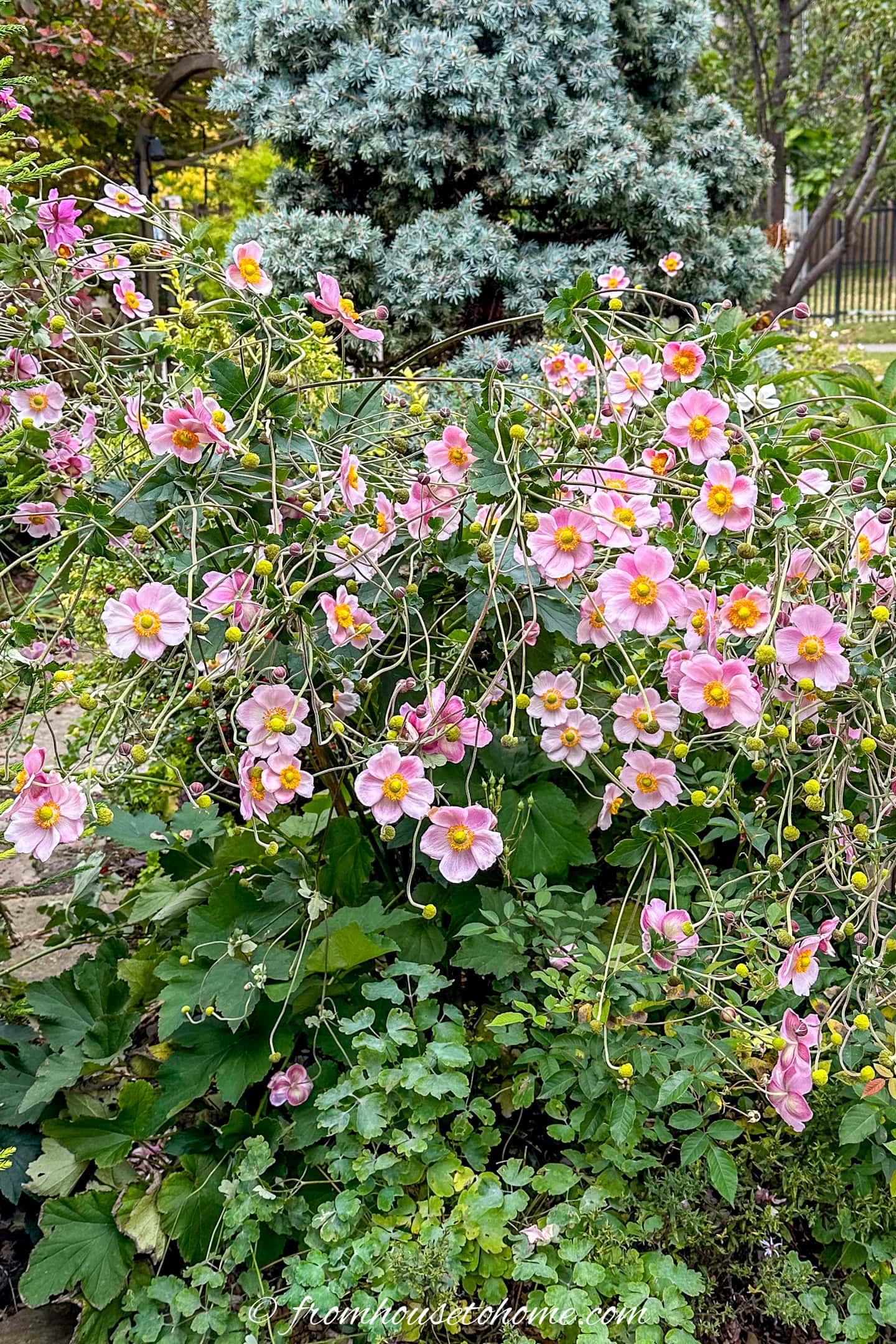 Pink flowers with yellow centers bloom on long stems among green foliage in a garden, with a blue spruce tree and a fence visible in the background.