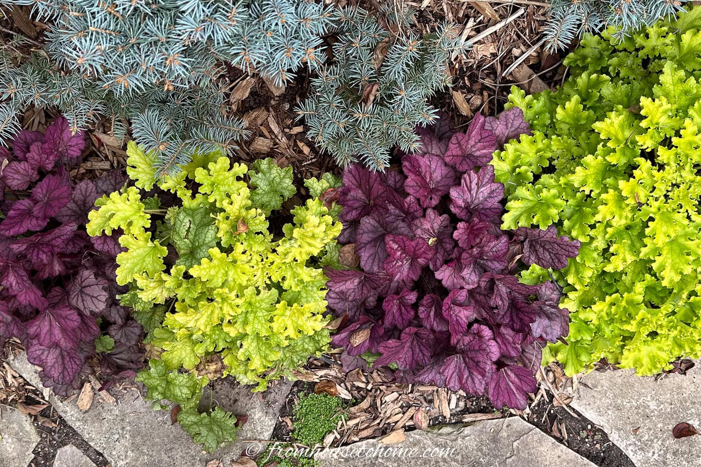 Three clusters of Heuchera plants in green and purple foliage are bordered by stones and blue-green evergreen branches, with mulch covering the soil.