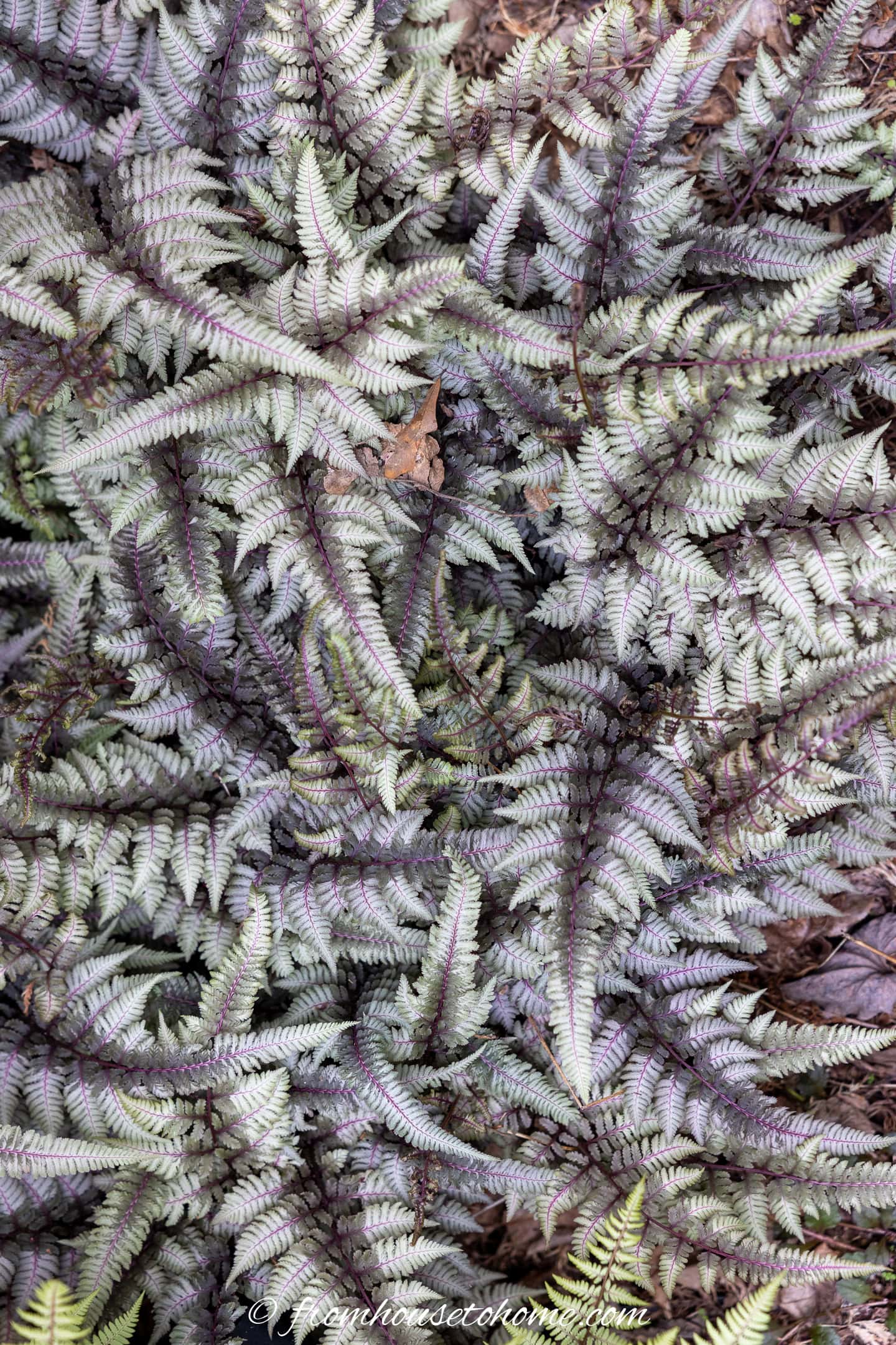 Close-up of several ferns with silvery-green leaves and dark purple stems, densely covering the forest floor.