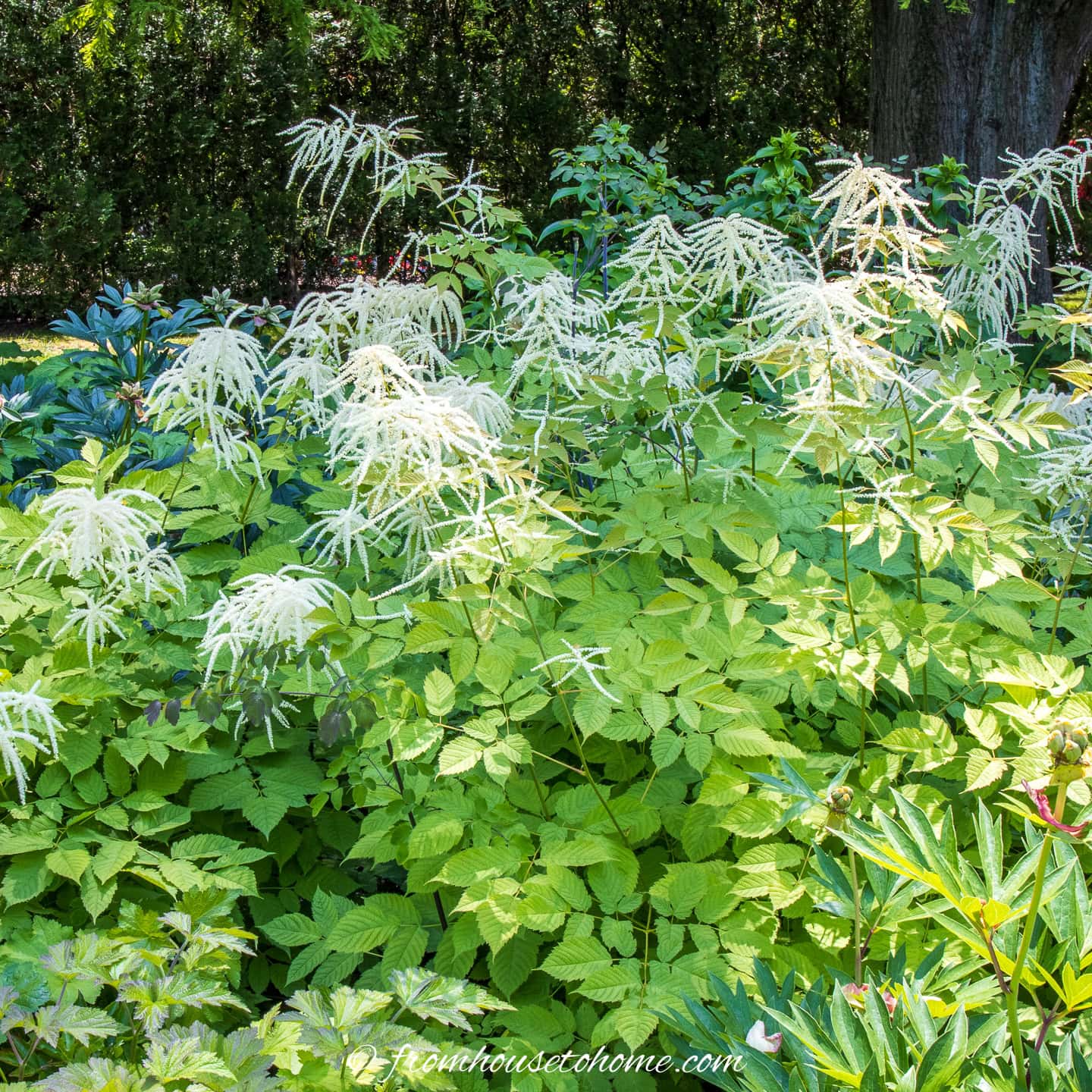 A cluster of green leafy plants with tall, feathery white flower spikes growing in a garden, surrounded by other greenery and trees in the background.