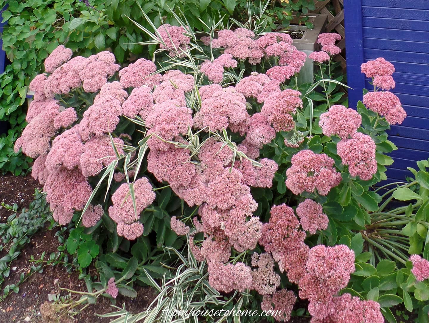 A large cluster of pink Sedum flowers with green leaves grows beside a blue wooden wall, surrounded by other garden plants.