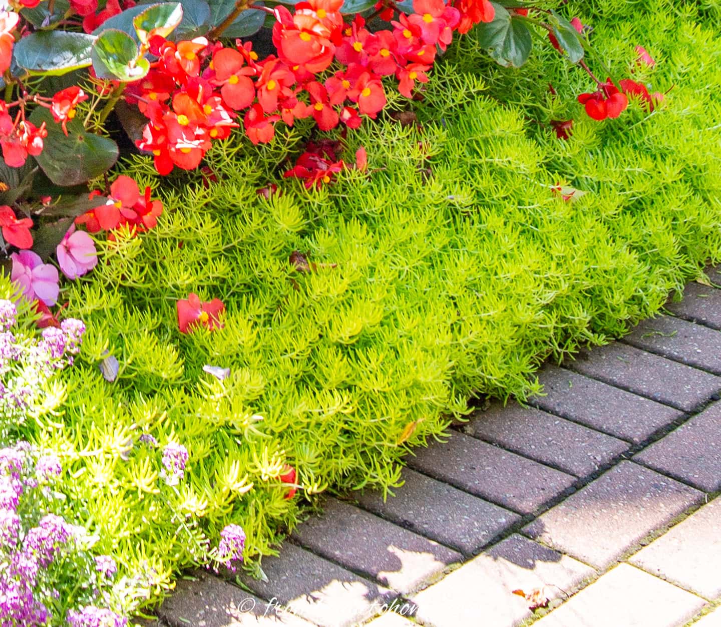 lemon coral sedum growing along a path