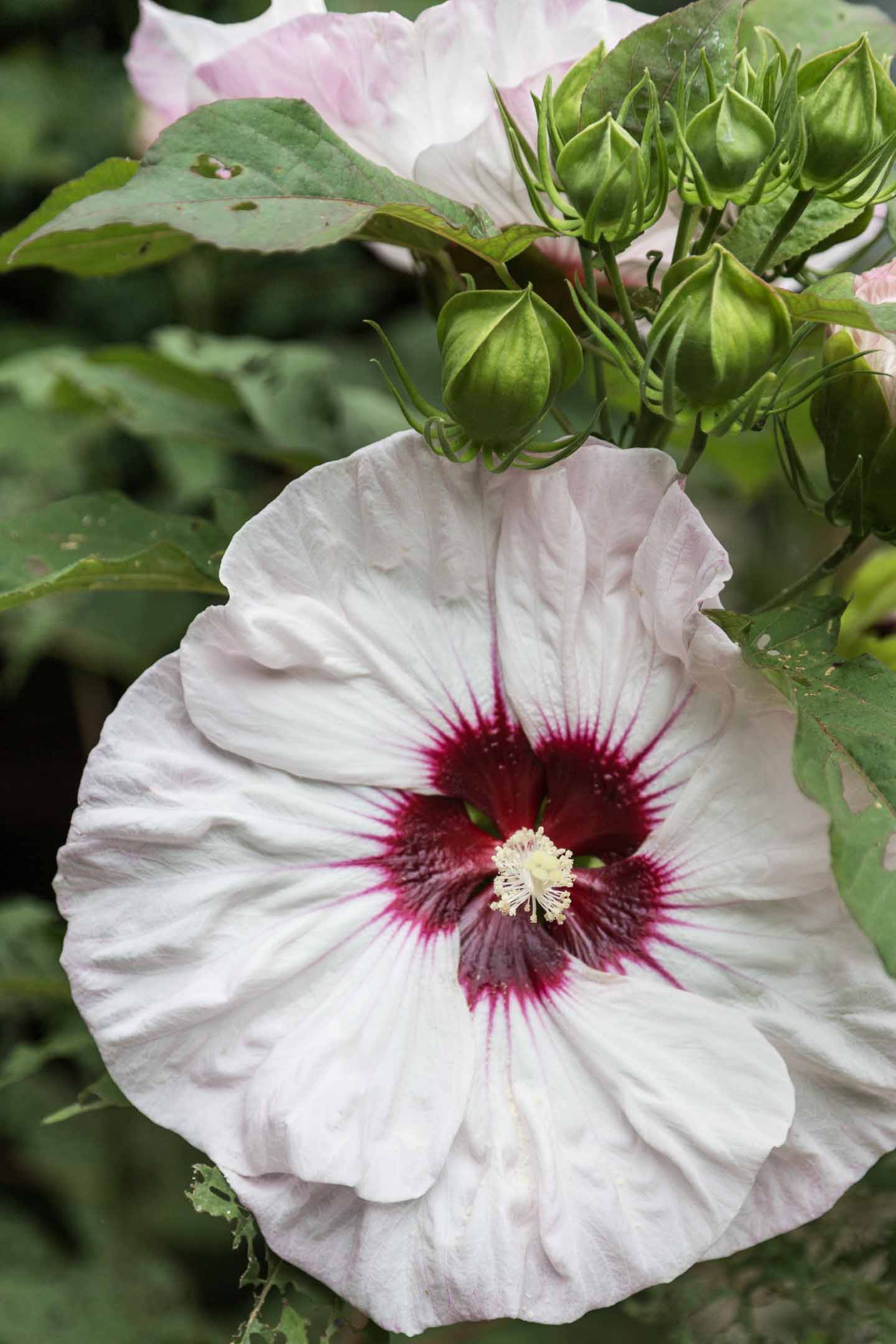 Hibiscus moscheutos "Kopper King"