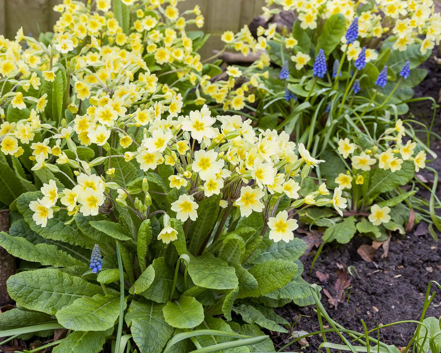 English primrose (Primula vulgaris) with yellow flowers