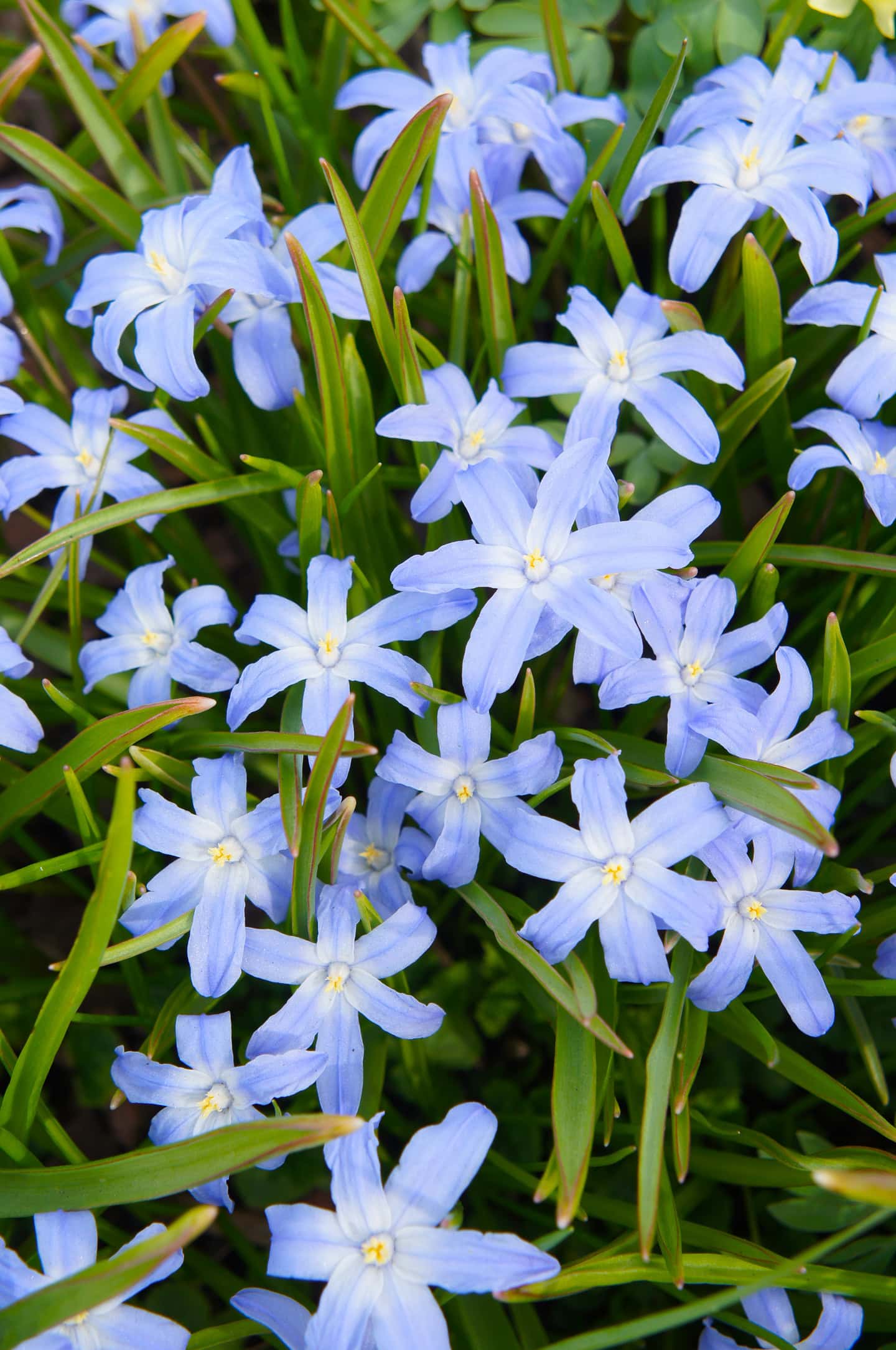 Glory of the Snow with blue flowers (Chinodoxa) ©skymoon13 - stock.adobe.com