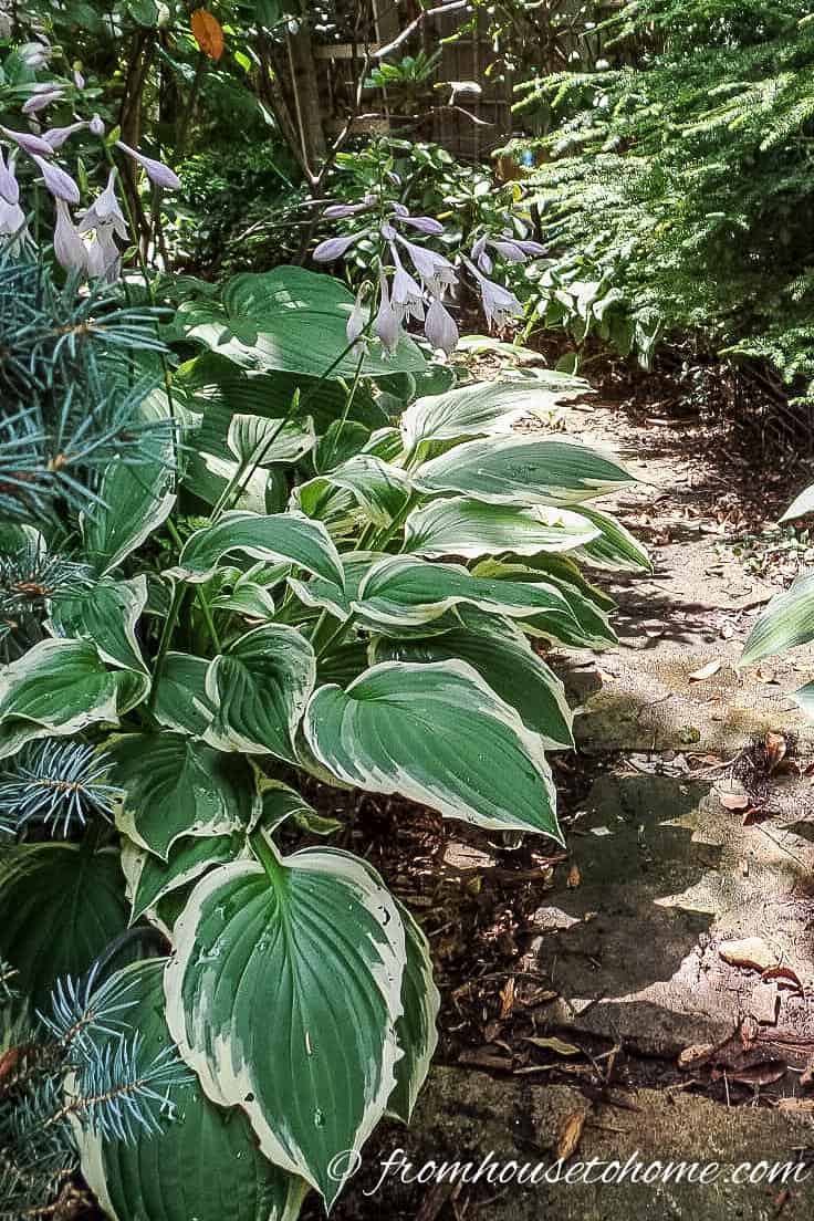 Hostas along path