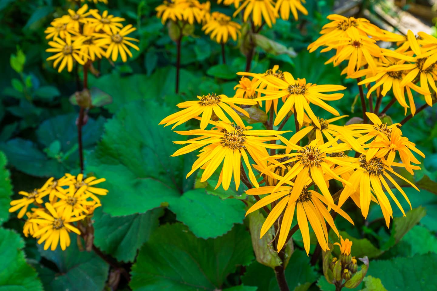 Ligularia dentata 'Othello' ©maxandrew - stock.adobe.com