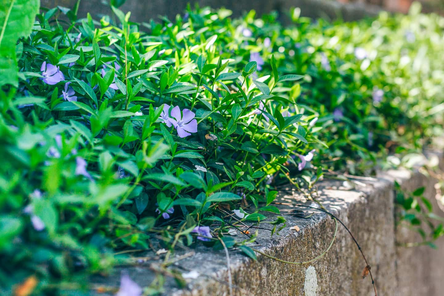 Vinca minor