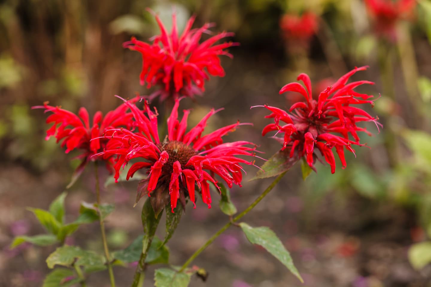 Red Bee Balm