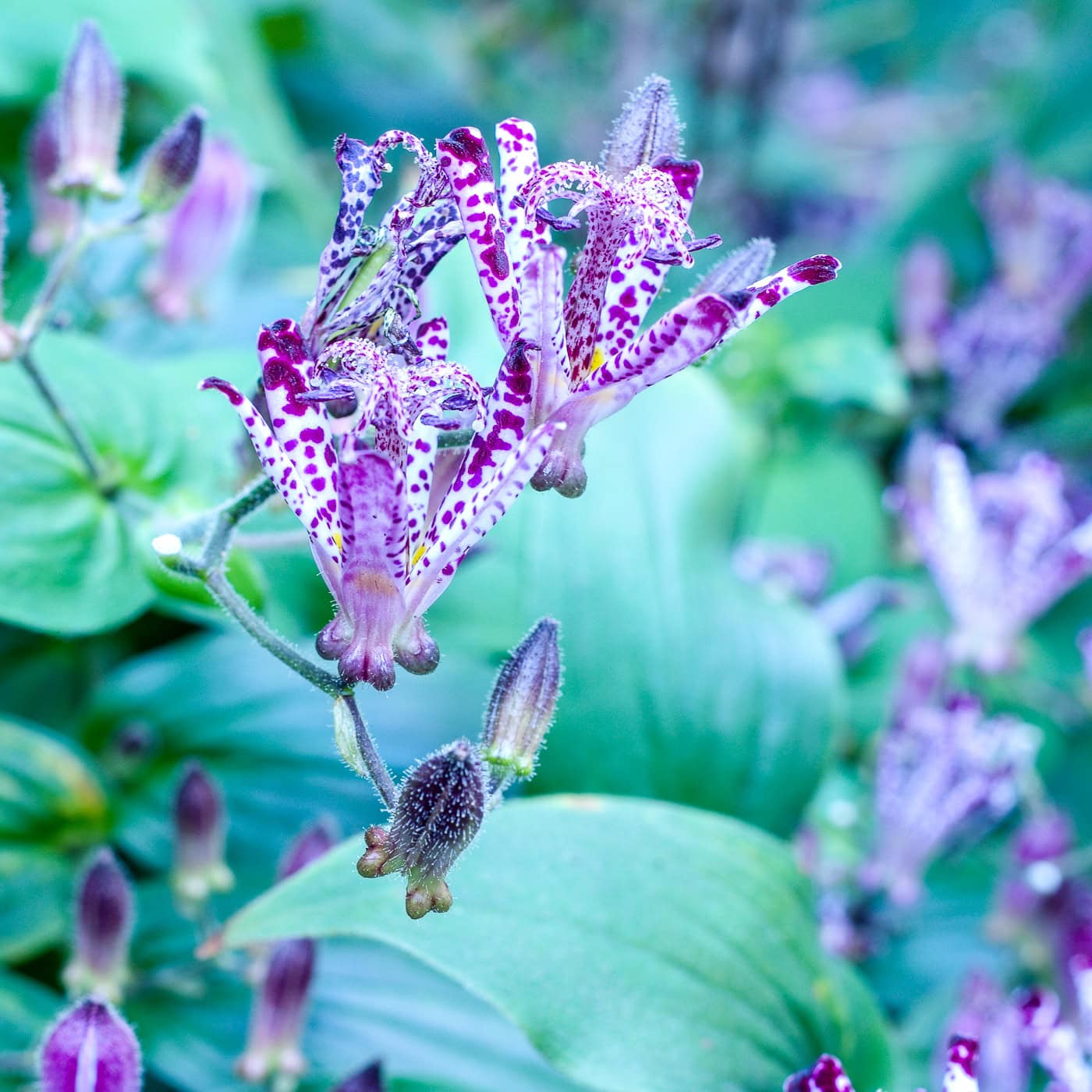 Purple and white spotted toad lily flowers bloom among green leaves, with several buds and unfocused flowers visible in the background.