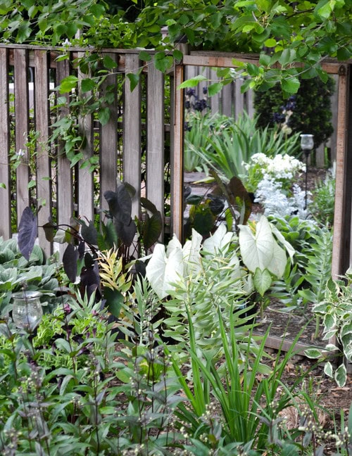 A wooden fence borders a lush garden filled with various green plants, including large white-leafed and dark-leafed foliage, under partially shaded light.
