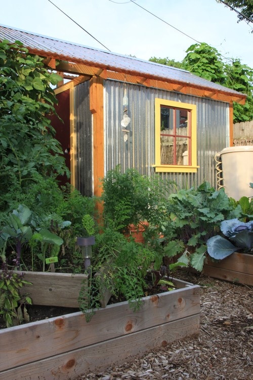 A small shed with a metal exterior and wooden trim stands behind raised garden beds filled with leafy green vegetables and herbs.