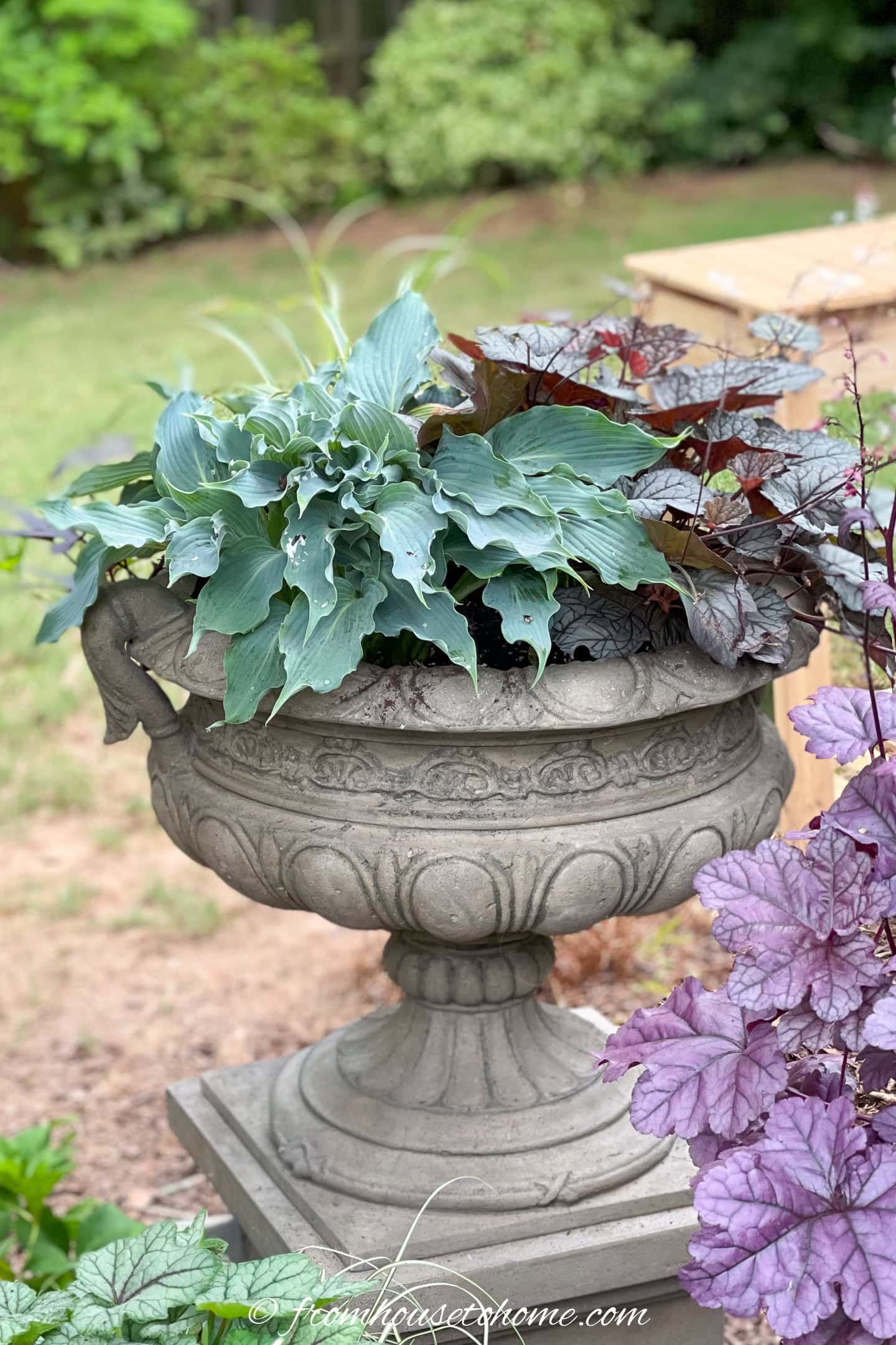 A resin urn filled with Hostas and Heuchera