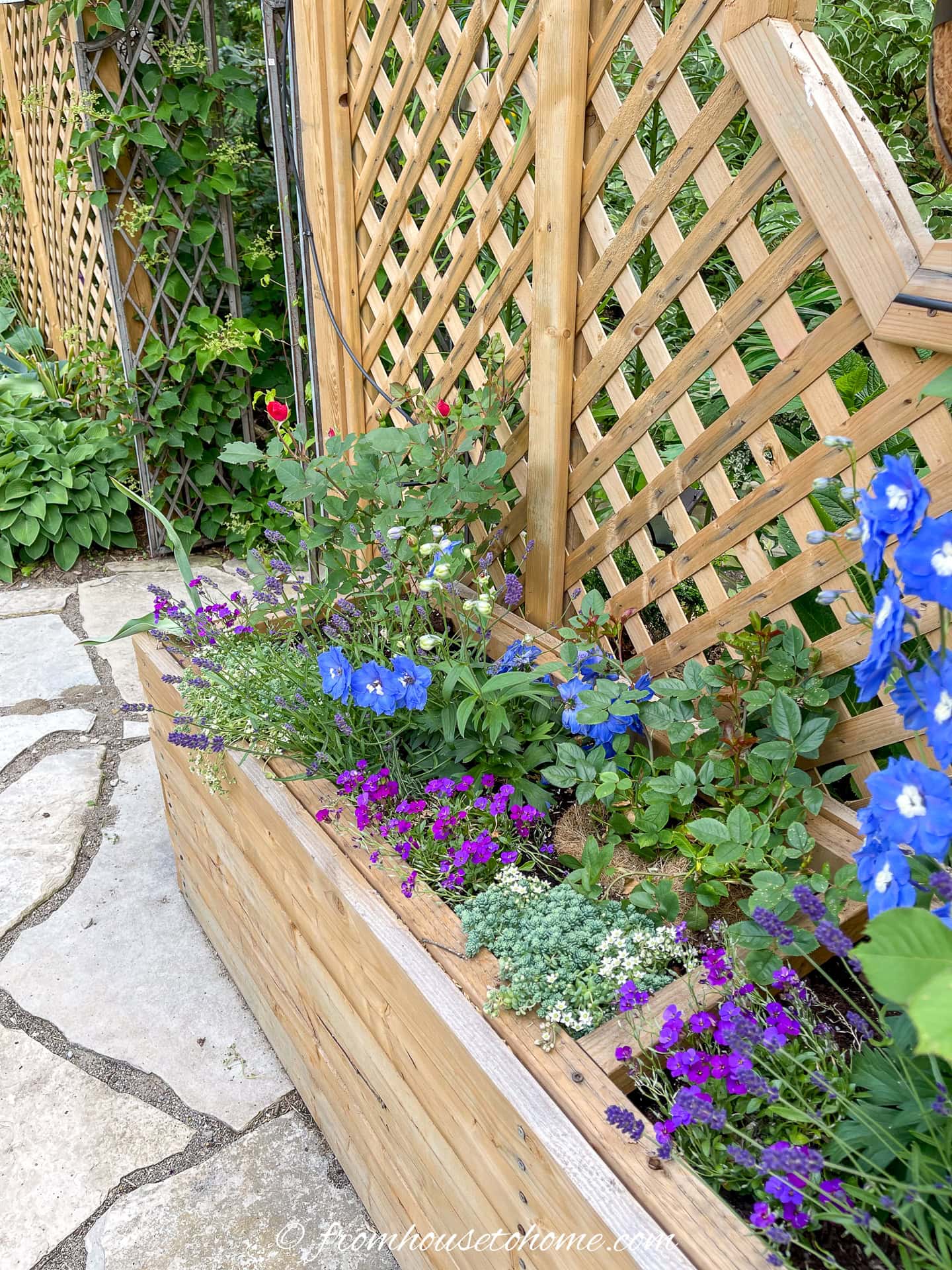 A large wood planter filled with Dianthus, sedum, Delphiniums, Salvia and a rose