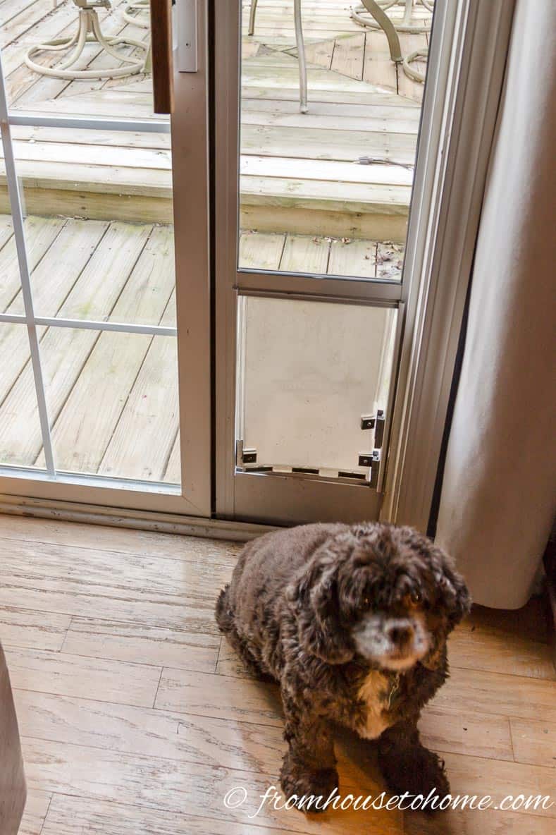The dog in front of the modified dog door that keeps the cat from using it