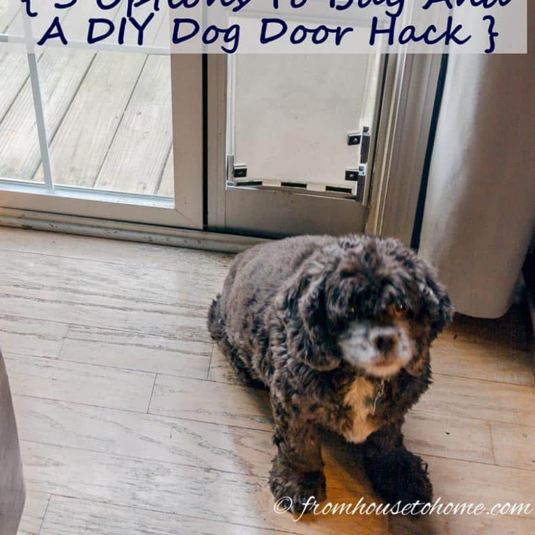 How To Keep The Cat From Using The Dog Door