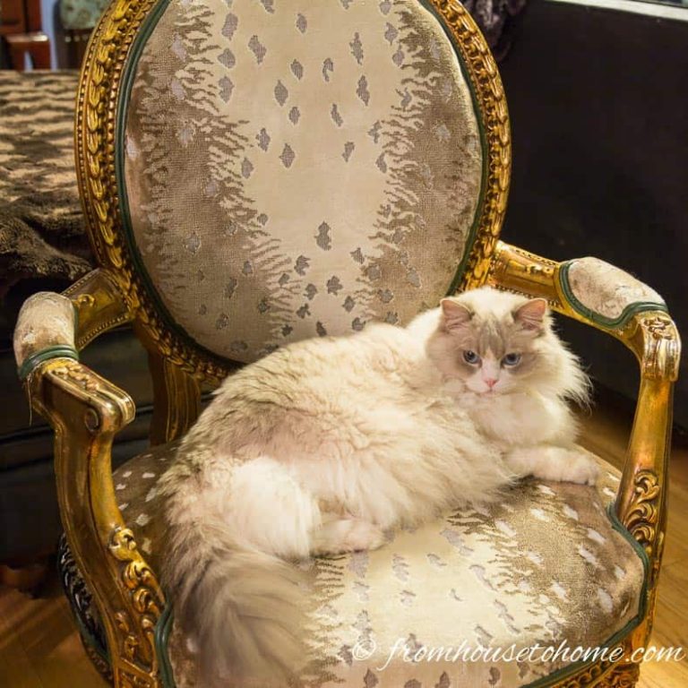 The antique chair