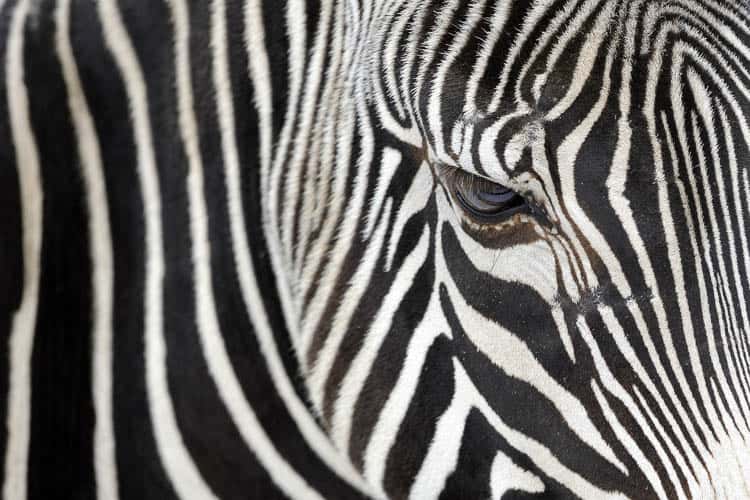 Zebra face demonstrating the basic interior design principle of contrast ©Petr Bonek - stock.adobe.com