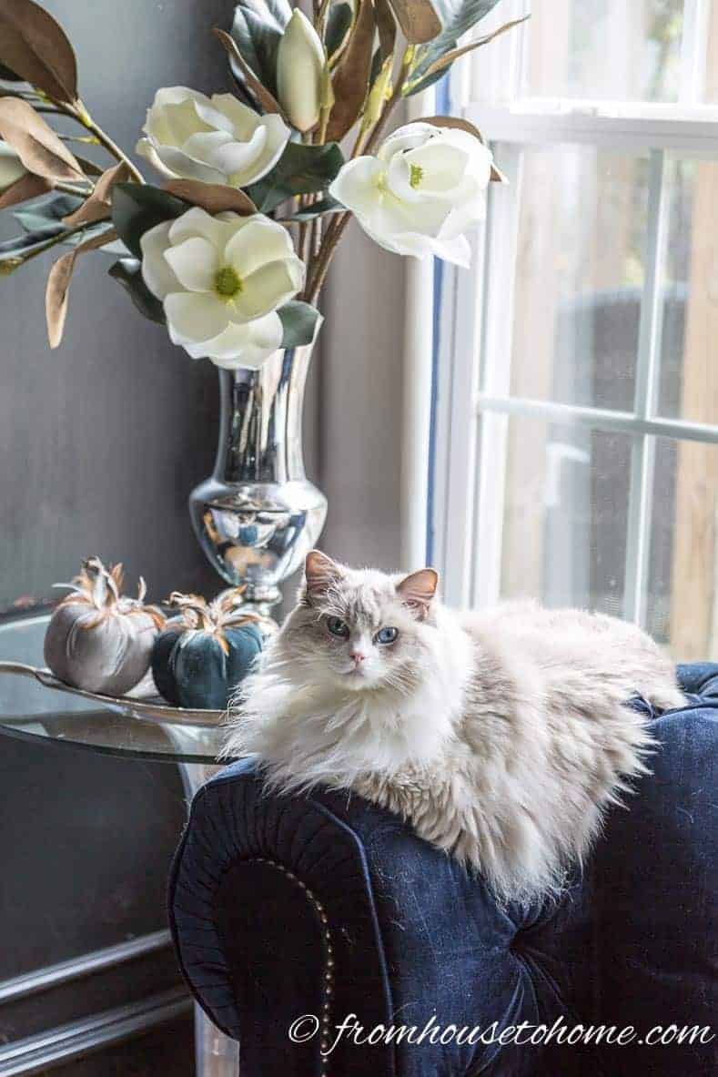 Cat on sofa in front of fall home decor pumpkins
