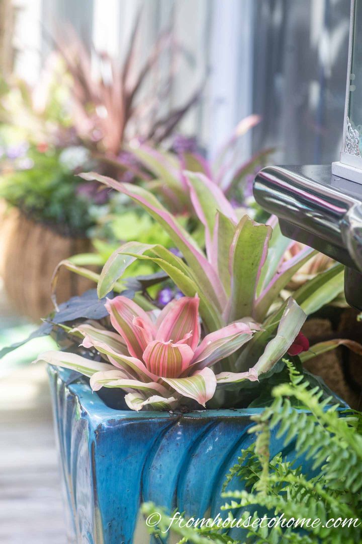 Pink and green Bromeliads in a turquoise container
