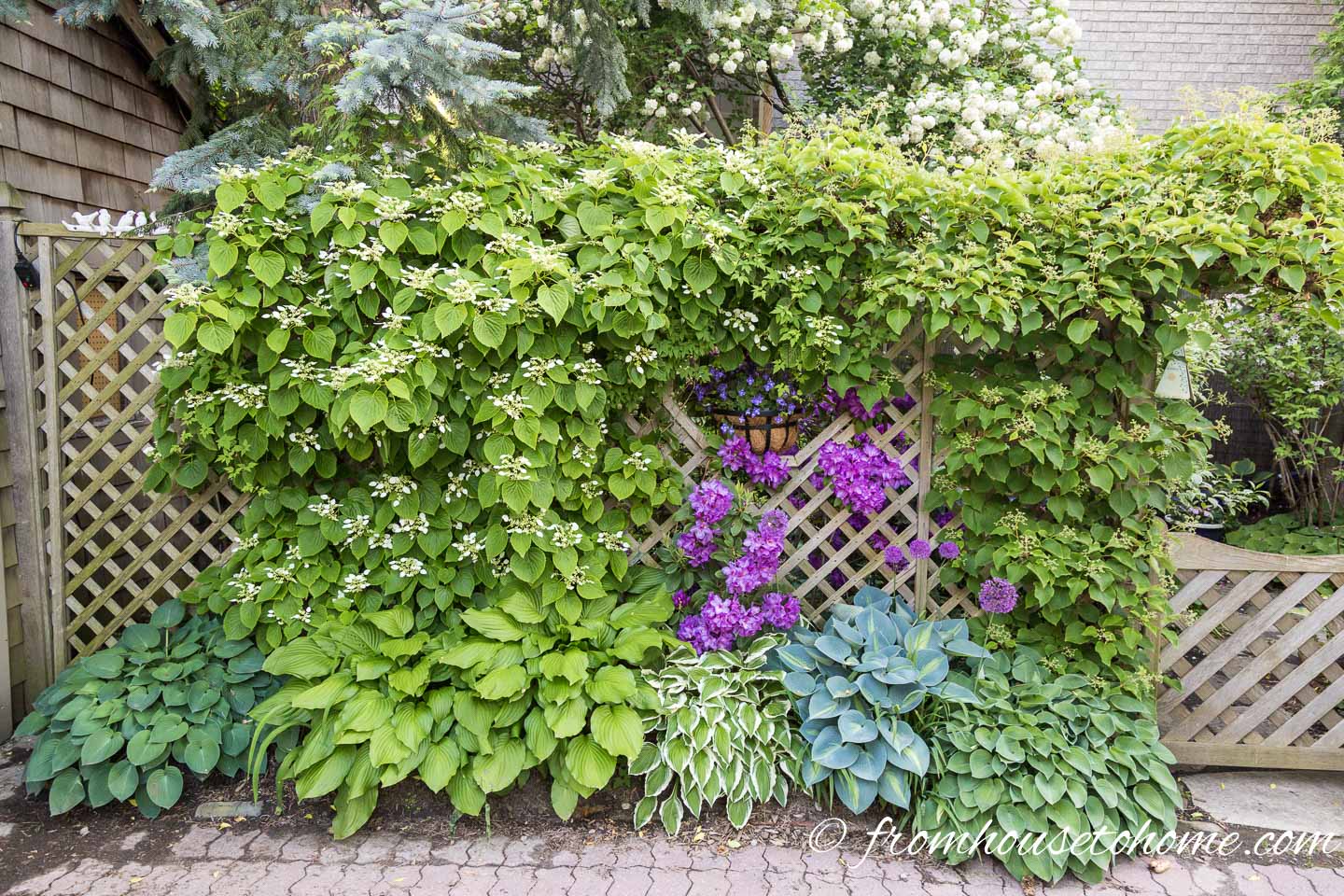 Vertical garden growing on a lattice fence