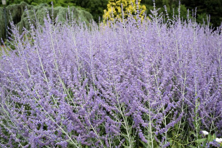 Blueish purple colored Russian sage in a garden.
