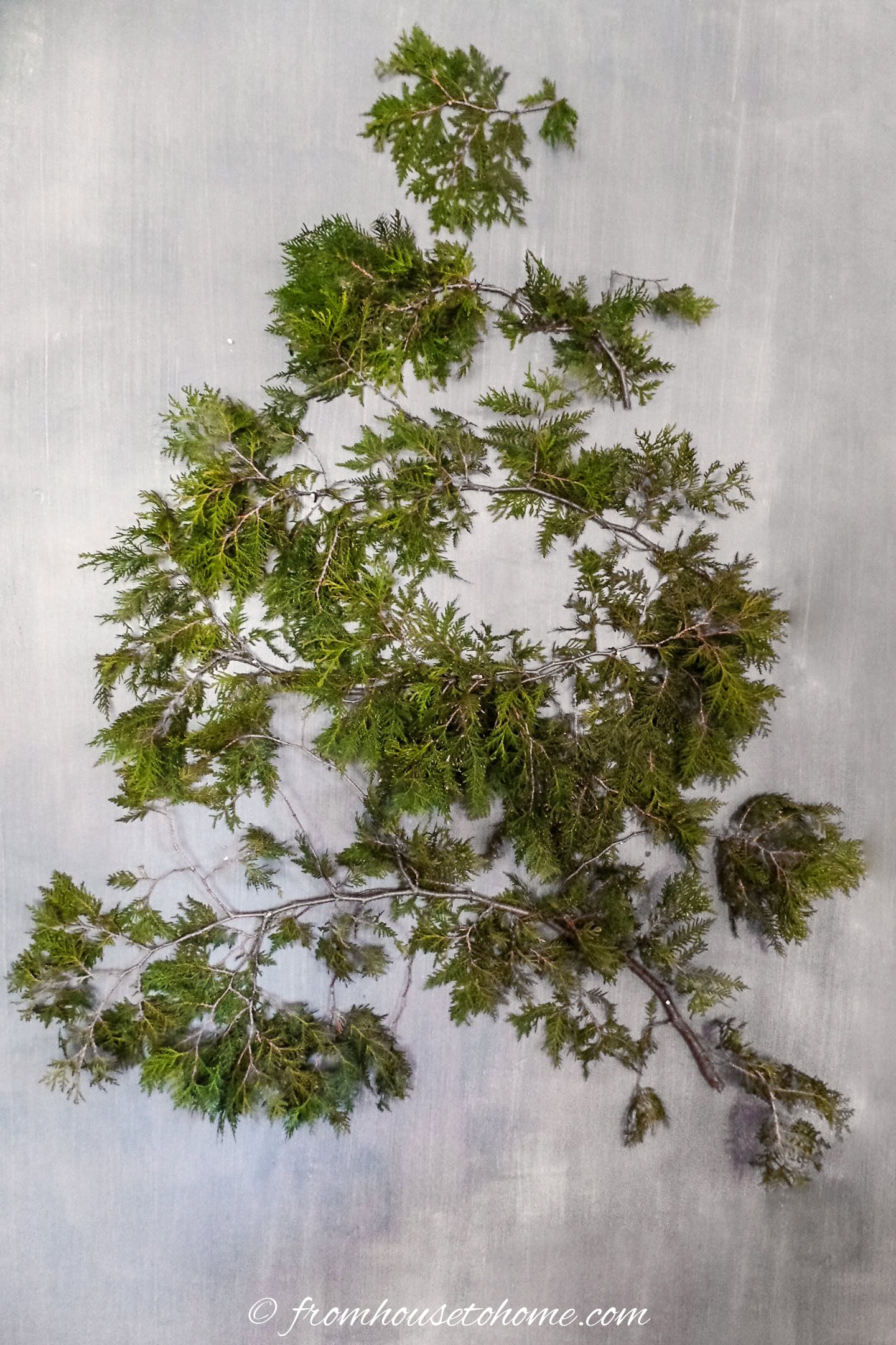 5 live evergreen branches hung on a wall