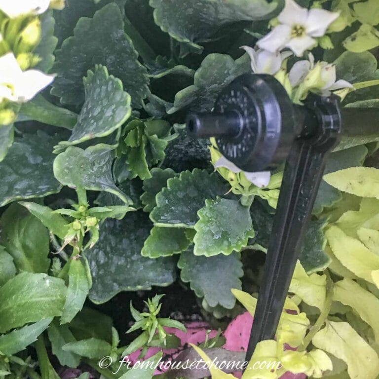 A watering system set up in the garden