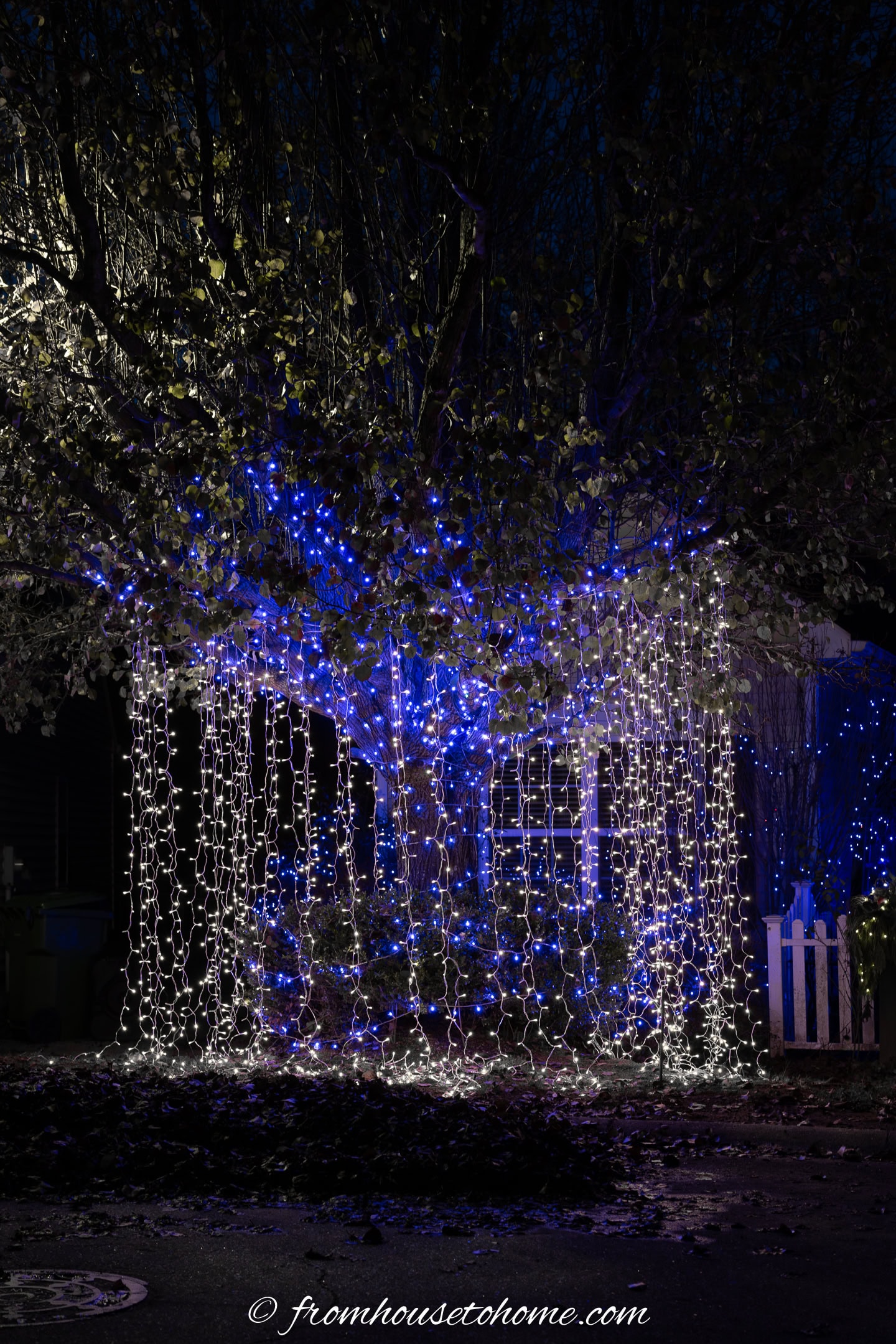 Vine lights hung from a tree for Christmas