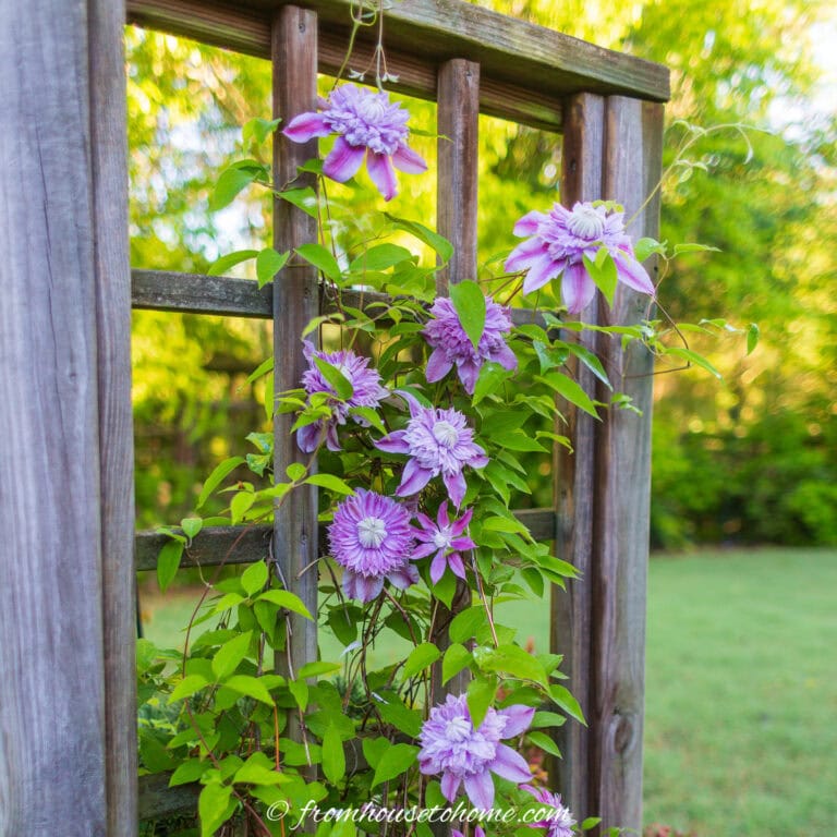 A pink clematis growing on a wood trellis
