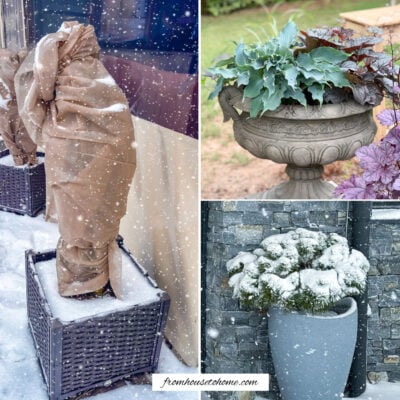 A collage of pictures illustrating Keep Perennials In Pots Over Winter
