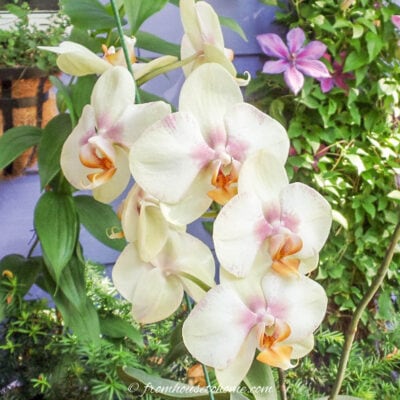 Phalaenopsis orchid blooming